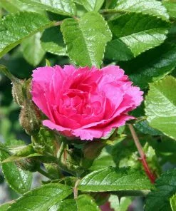 Future Forests Rosa Rugosa F J Grootendorst 7 Future Forests Rosa Rugosa F J Grootendorst
