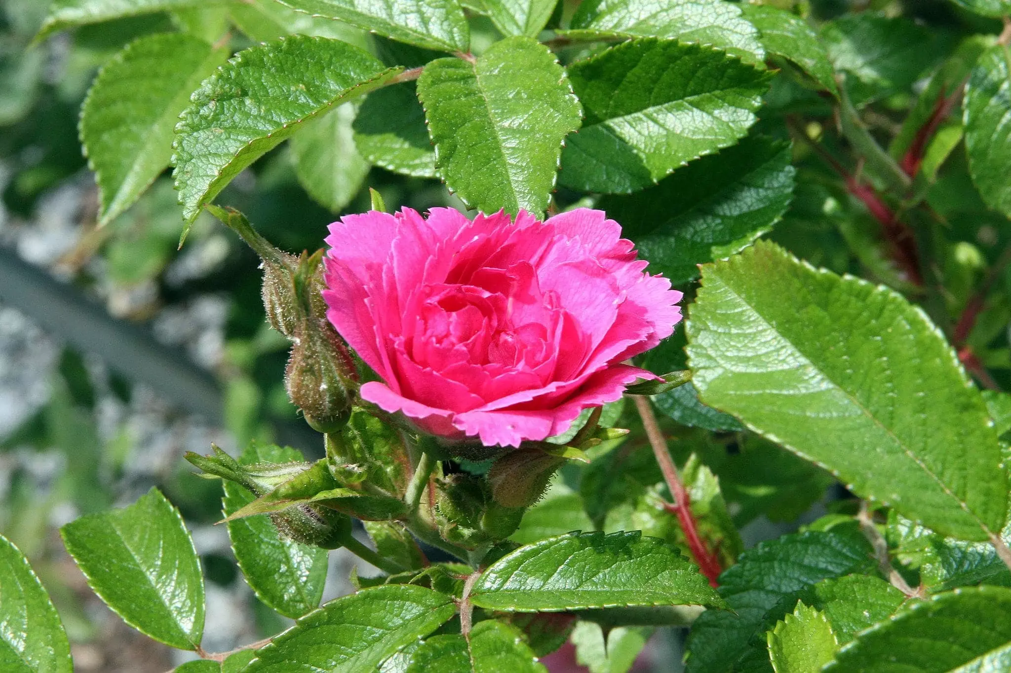 Future Forests Rosa Rugosa F J Grootendorst 5 Future Forests Rosa Rugosa F J Grootendorst