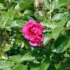 Future Forests Rosa Rugosa F J Grootendorst 1 Future Forests Rosa Rugosa F J Grootendorst