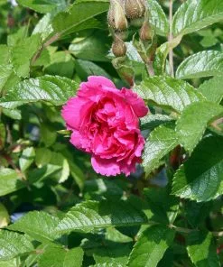 Future Forests Rosa Rugosa F J Grootendorst