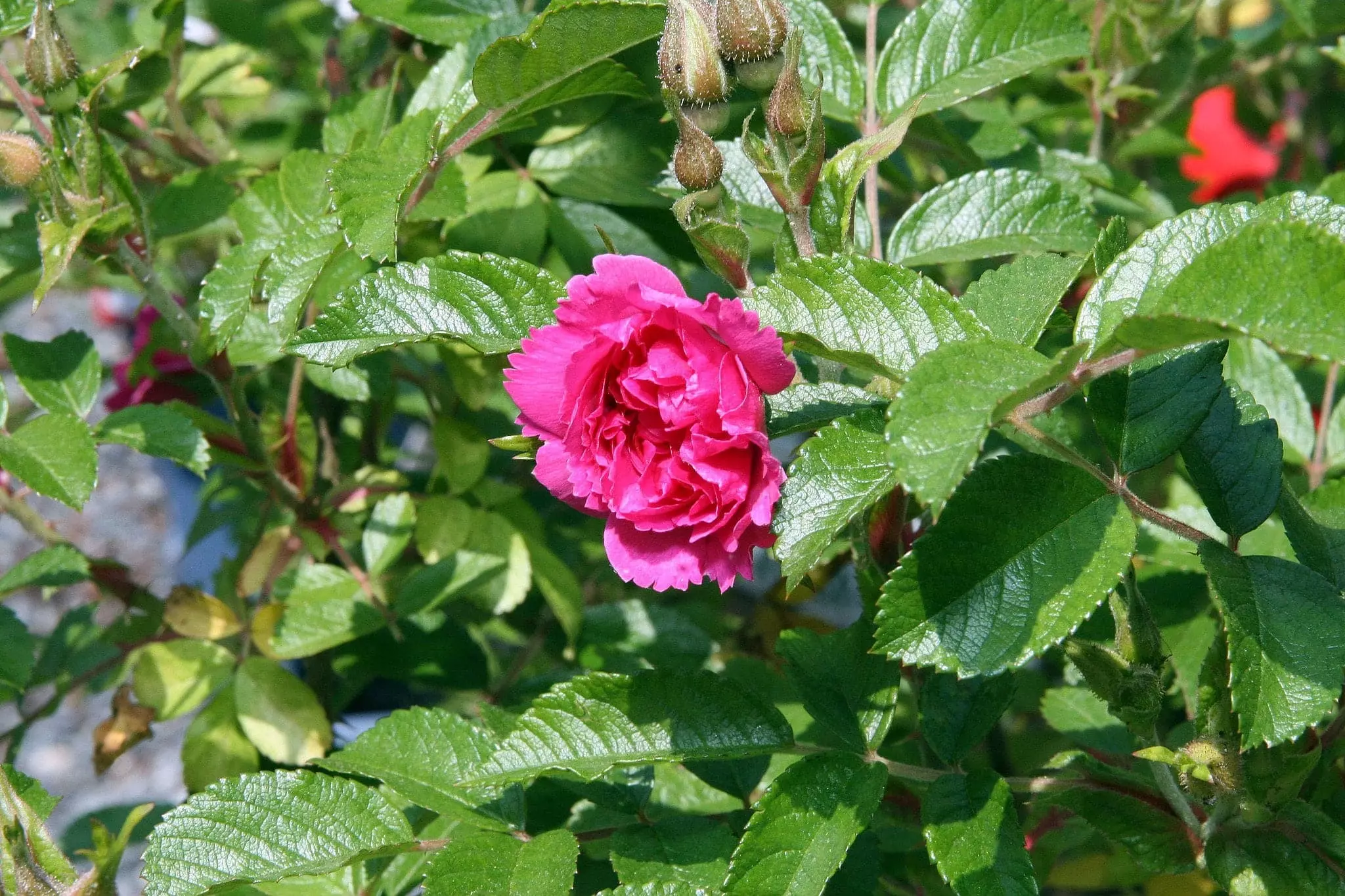 Future Forests Rosa Rugosa F J Grootendorst 3 Future Forests Rosa Rugosa F J Grootendorst
