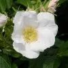 Future Forests Hedging Rosa Rugosa Alba - Rugosa Rose