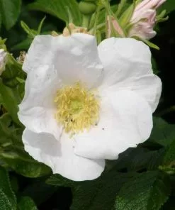 Future Forests Hedging Rosa Rugosa Alba - Rugosa Rose