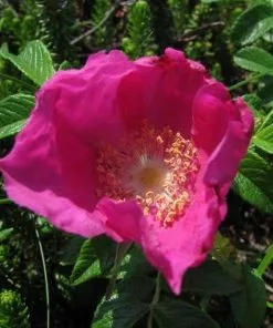 Future Forests Coastal Shrubs Rosa Rugosa Rubra - Rugosa Rose