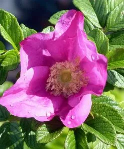 Future Forests Rosa Rugosa Scabrosa Coastal Shrubs