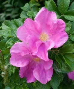 Future Forests Rosa Rugosa Scabrosa Coastal Shrubs