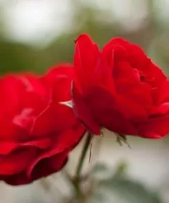 Future Forests Roses Rosa Trumpeter - Floribunda Shrub Rose