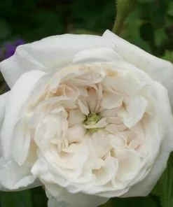 Future Forests Rosa Madame Hardy - Old Shrub Rose