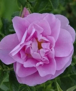Future Forests Coastal Shrubs Rosa Jens Munk - Rugosa Rose