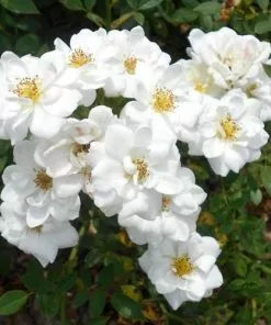 Future Forests Rosa Kent (Pyrenees) - Groundcover Rose