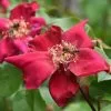 Future Forests Roses Rosa Odorata Bengal Crimson