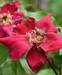 Future Forests Roses Rosa Odorata Bengal Crimson