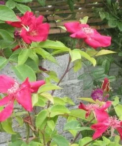 Future Forests Roses Rosa Odorata Bengal Crimson