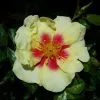 Future Forests Rosa Persica Eye Of The Tiger Roses