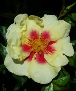 Future Forests Rosa Persica Eye Of The Tiger Roses