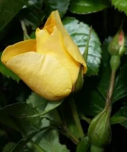 Future Forests Rosa Persica Eye Of The Tiger Roses