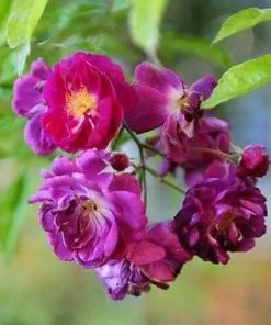 Future Forests Rosa Purple Skyliner - Rambling Rose Climbers