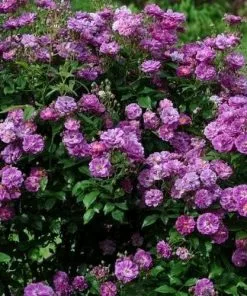 Future Forests Rosa Purple Skyliner - Rambling Rose Climbers