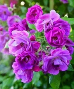 Future Forests Rosa Purple Skyliner - Rambling Rose Climbers