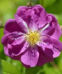 Future Forests Rosa Purple Skyliner - Rambling Rose Climbers