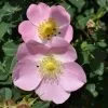 Future Forests Rosa X Hibernica - Wild Shrub Rose Roses