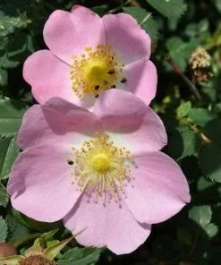 Future Forests Rosa X Hibernica - Wild Shrub Rose Roses