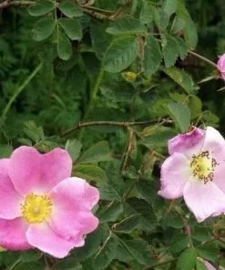 Future Forests Rosa X Hibernica - Wild Shrub Rose Roses