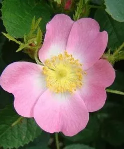 Future Forests Rosa X Hibernica - Wild Shrub Rose Roses