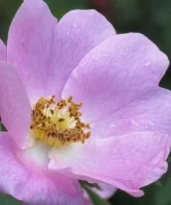 Future Forests Rosa X Hibernica - Wild Shrub Rose Roses