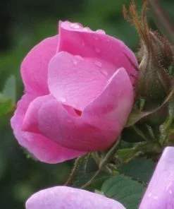 Future Forests Rosa X Hibernica - Wild Shrub Rose Roses