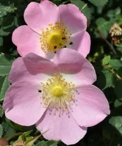 Future Forests Rosa X Hibernica - Wild Shrub Rose Roses