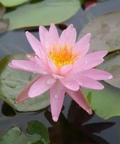 Future Forests More Nymphaea Rose Arey