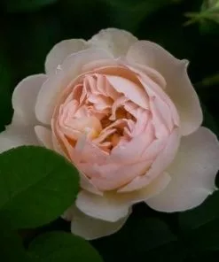 Future Forests Rosa Gentle Hermione - David Austin