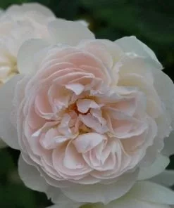 Future Forests Rosa Gentle Hermione - David Austin