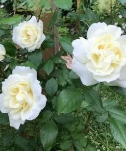 Future Forests Climbers Rosa Notre-Dame De Calais - Climbing Rose