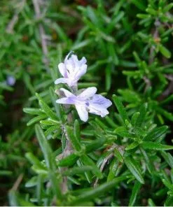 Future Forests Rosmarinus Officinalis