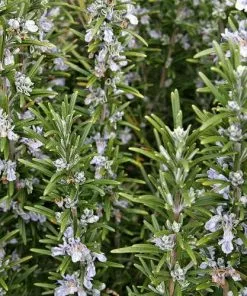 Future Forests Rosmarinus Officinalis