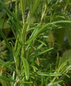 Future Forests Rosmarinus Officinalis