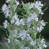 Future Forests Rosmarinus Officinalis Miss Jessopp's Upright Herbs