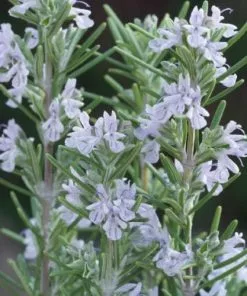 Future Forests Rosmarinus Officinalis Miss Jessopp's Upright Herbs