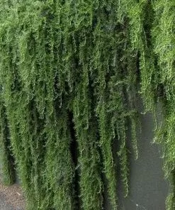 Future Forests Herbs Rosmarinus Officinalis Prostratus