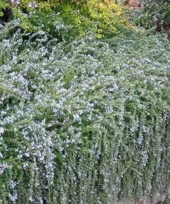 Future Forests Herbs Rosmarinus Officinalis Prostratus