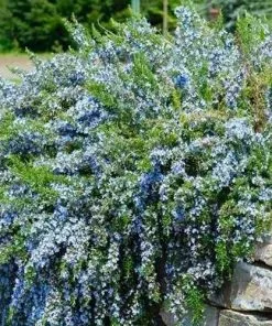 Future Forests Herbs Rosmarinus Officinalis (Prostratus Group) Capri