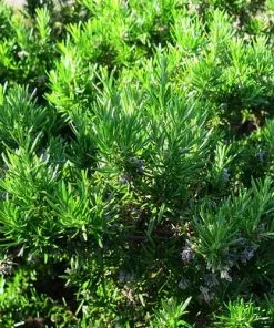 Future Forests Herbs Rosmarinus Officinalis (Prostratus Group) Capri