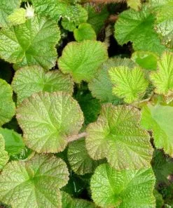 Future Forests Unusual Edibles Rubus Betty Ashburner