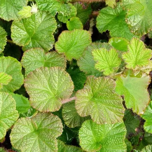 Future Forests Unusual Edibles Rubus Betty Ashburner 4 Future Forests Unusual Edibles Rubus Betty Ashburner