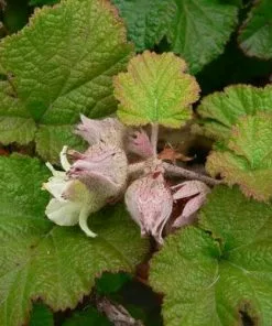 Future Forests Unusual Edibles Rubus Betty Ashburner 9 Future Forests Unusual Edibles Rubus Betty Ashburner