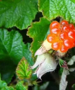 Future Forests Unusual Edibles Rubus Betty Ashburner 8 Future Forests Unusual Edibles Rubus Betty Ashburner