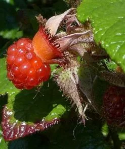Future Forests Unusual Edibles Rubus Betty Ashburner