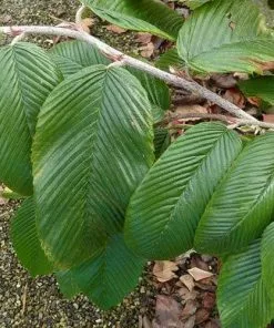 Future Forests Rubus Calophyllus